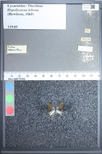 Media type: image;   Entomology 68610